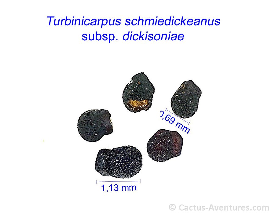 Turbinicarpus schmiedickeanus v. dickisoniae JL